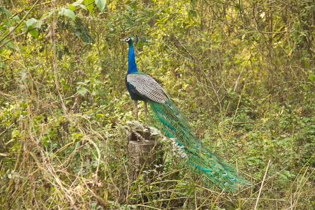 A weekend in Chitwan National Park