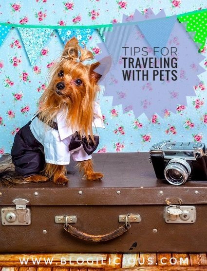 Tips for travelling with pets