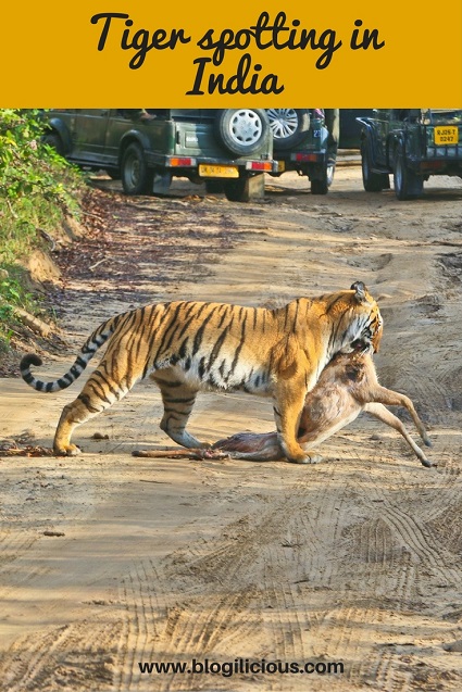 Tiger spotting in the heart of India