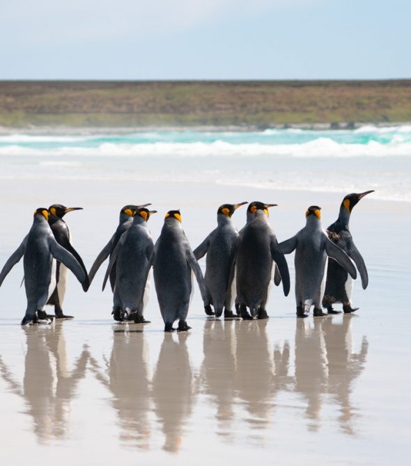 The Falkland Islands: “Like the Galapagos without the hand-holding”