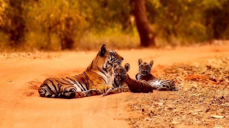 Tiger-spotting-in-India-930x520