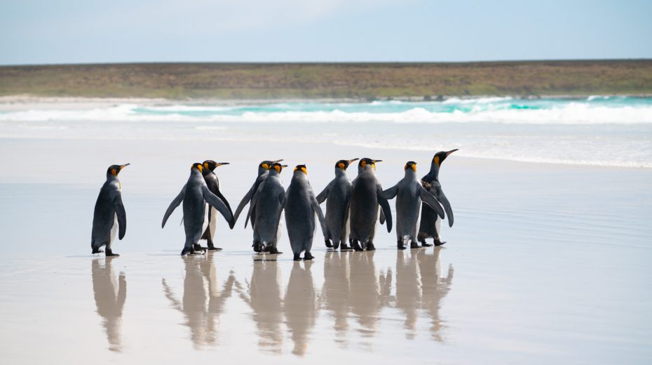 Volunteer-Point-King-Penguins-Handholding-Falkland-Islands-2-930x520